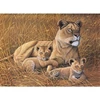 Set de colorat după numere, culori acrilice+pensulă, 29x39 cm - Leu african