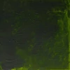 Winsor&Newton Griffin Alkyd Culori ulei, 37 ml - 503, permanent sap green