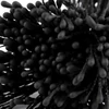 Imagine 2/2 - Pistil și stamină floare,  6 cm, 100 buc - negru