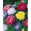 Imagine 1/5 - Set pictură pe numere, pe pânză întinsă, 40x50 cm - Asteri colorate