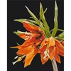 Imagine 1/5 - Set pictură pe numere, pe pânză întinsă 40x50 cm - Anastasiia Osmolovska: Fritillaria imperialis