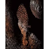 Set tablou gravură cu stilou gravură , 20x25 cm - Animal sălbatic, cupru