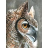 Set de colorat după numere, creioane colorate+ascuțitoare, 22x30 cm - Bufniță