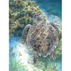 Set de colorat după numere, creioane colorate+ascuțitoare, 22x30 cm - Țestoasă  de mare