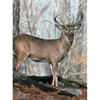 Set de colorat după numere, creioane colorate+ascuțitoare, 22x30 cm - animale