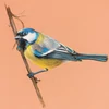 Set pastel Cretacolor Fine Art Pastel, 7 buc