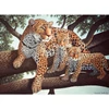 Set de colorat după numere, culori acrilice+pensulă, 29x39 cm - leopard african