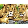 Set de colorat după numere, culori acrilice+pensulă, 29x39 cm - Lei