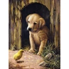 Set de colorat după numere, culori acrilice+pensulă, 22x30 cm - catelus Labrador