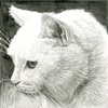 Sakura Pigma Brush marker pensulă  - cool gray