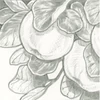 Sakura Pigma Brush marker pensulă  - light cool gray