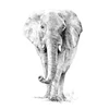 Set desen schițe și grafică cu instrumente, 22x30 cm - Elefant