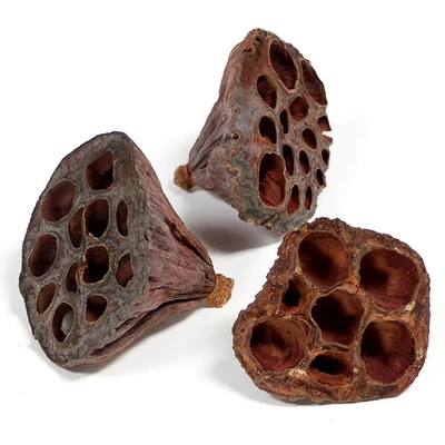 Plante uscate - Lotus mare, 3 buc., culoare naturala