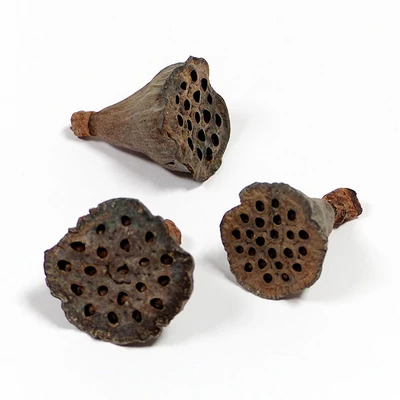 Plante uscate - Lotus mic, 3 buc., culoare naturala