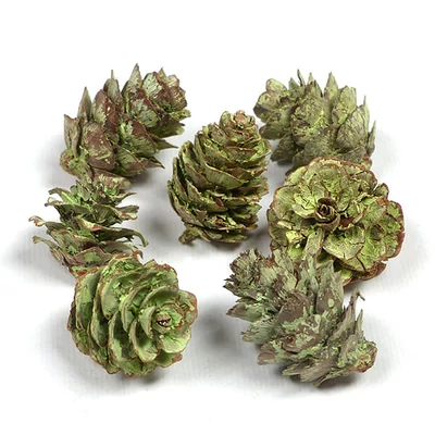 Plante uscate - Con, vopsit în verde, 7 buc