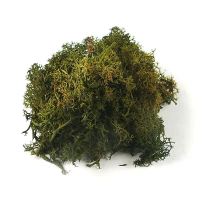 Plante uscate - muschi islandez, verde muschi, 25 g
