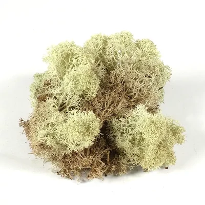 Plante uscate - muschi natural islandez, 25 g