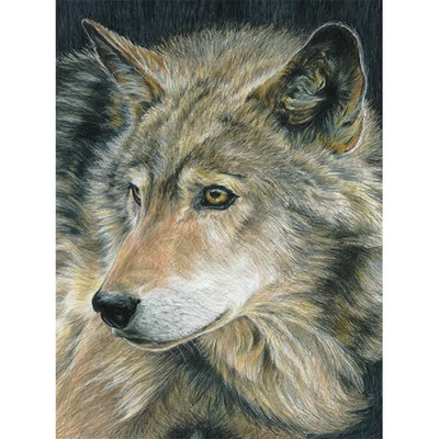 Set de colorat după numere, creioane colorate+ascuțitoare, 22x30 cm - Lup