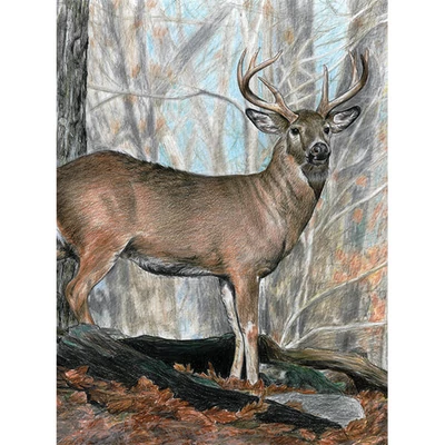 Set de colorat după numere, creioane colorate+ascuțitoare, 22x30 cm - animale