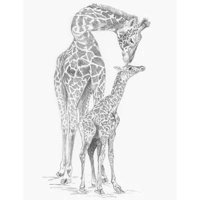 Set desen schițe și grafică cu instrumente, 22x30 cm - Girafele