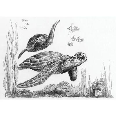 Mini set de desen grafic cu unelte, 12x18 cm - Broaște țestoase de mare
