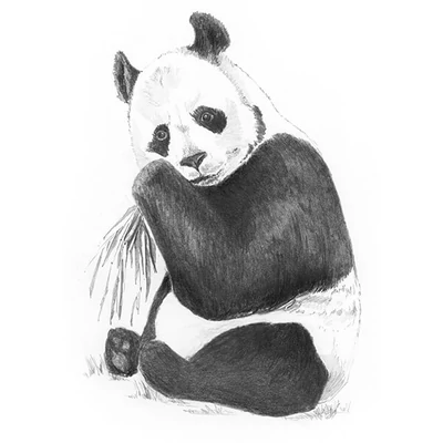 Mini set de desen grafic cu unelte, 12x18 cm - Panda