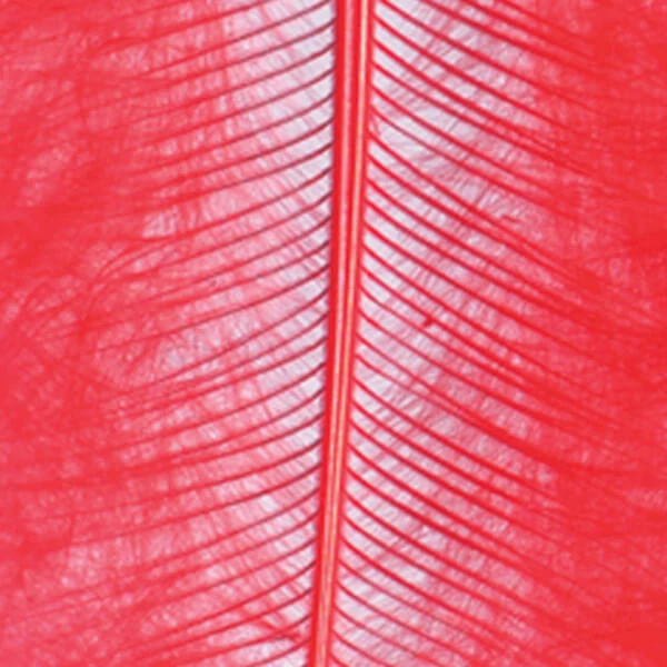 Pene marabu  - roșu, 8-10 cm, 22 buc/pachet