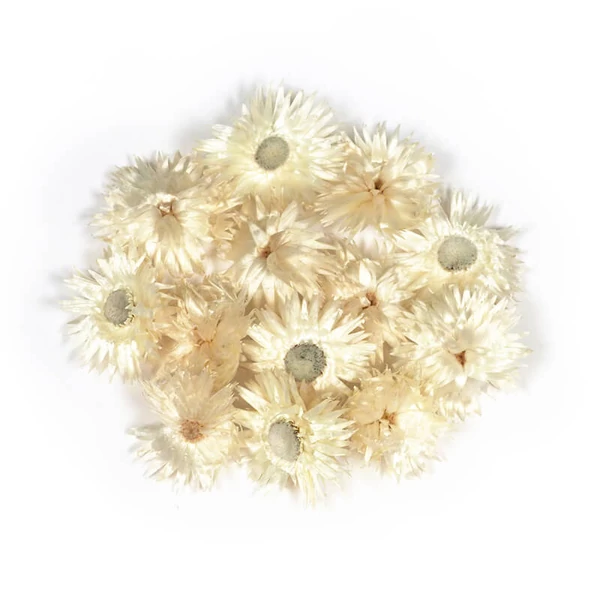 Plante uscate - Floare de cactus, naturala, 13 buc