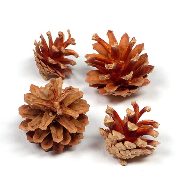 Plante uscate - Cornet de trandafir, natural, 4 buc