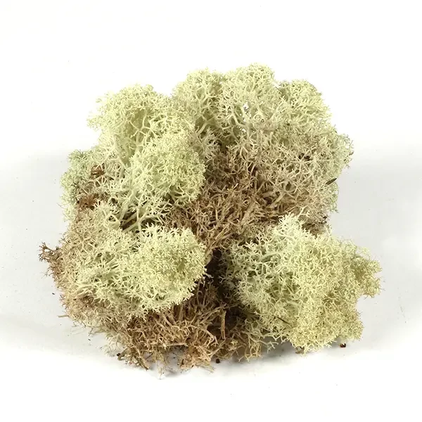 Plante uscate - muschi natural islandez, 25 g