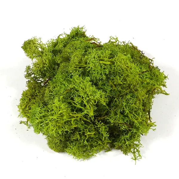 Plante uscate - mușchi islandez, verde deschis, 25 g