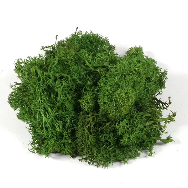 Plante uscate - mușchi islandez, verde închis, 25 g