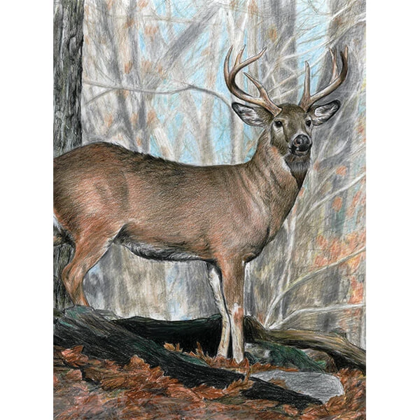 Set de colorat după numere, creioane colorate+ascuțitoare, 22x30 cm - animale