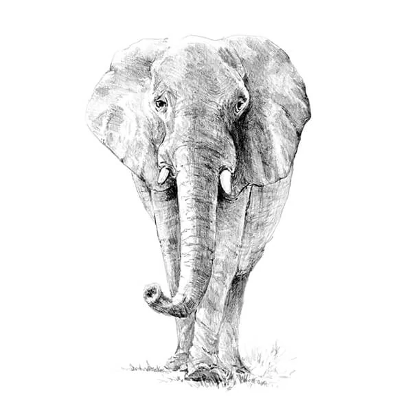 Set desen schițe și grafică cu instrumente, 22x30 cm - Elefant