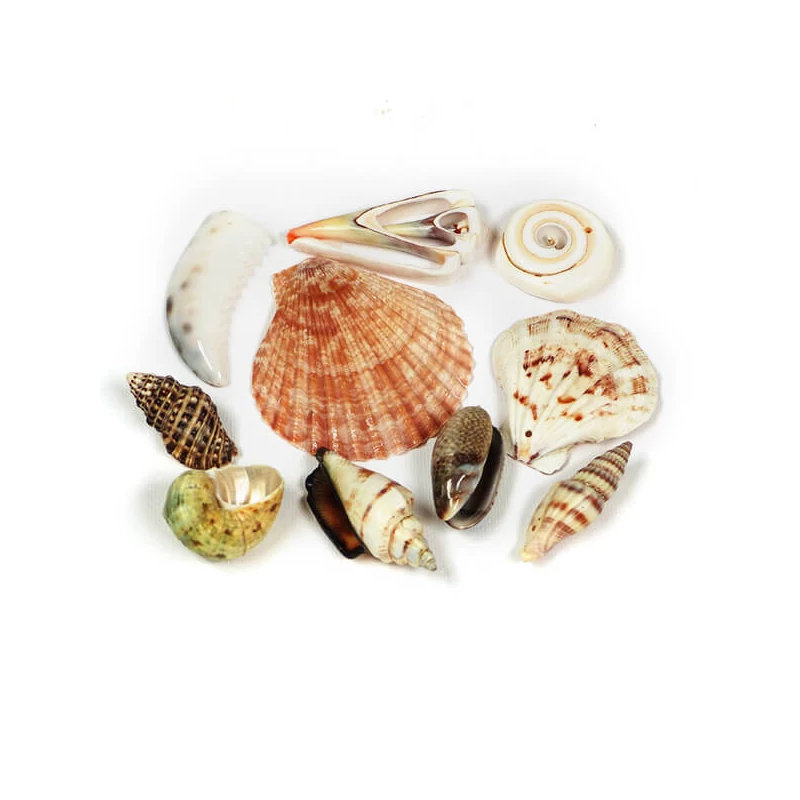 Selecție de scoici la pachet, 10 buc