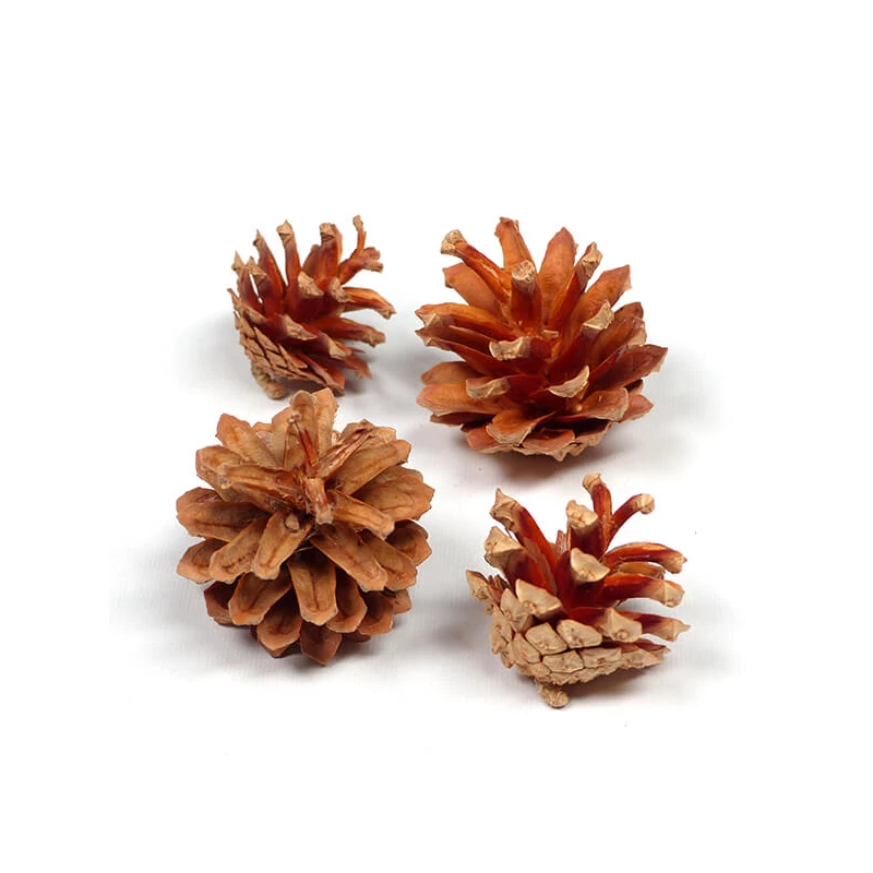 Plante uscate - Cornet de trandafir, natural, 4 buc