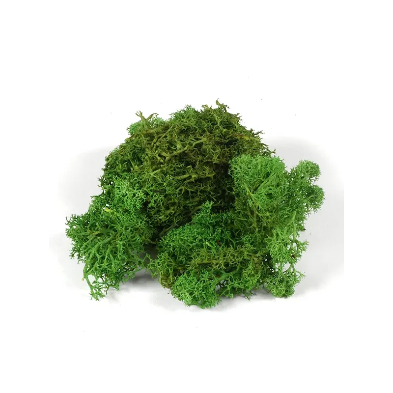 Plante uscate - mușchi islandez, verde, 25 g