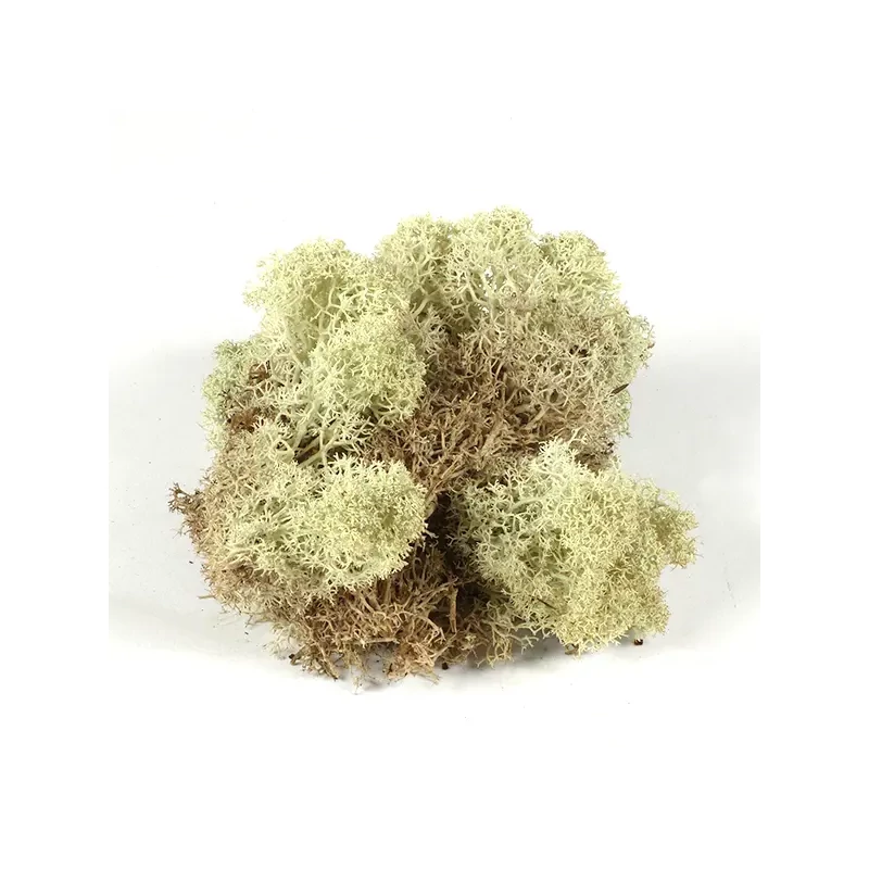 Plante uscate - muschi natural islandez, 25 g