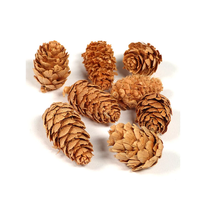 Plante uscate - Con de zadă, natural, 8 buc