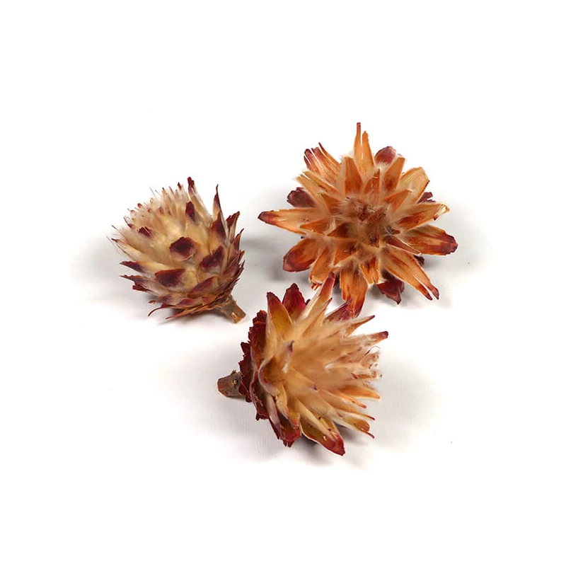 Plante uscate - Plumosum cap, natur, 3 buc