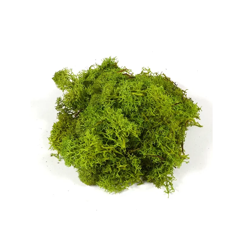 Plante uscate - mușchi islandez, verde deschis, 25 g