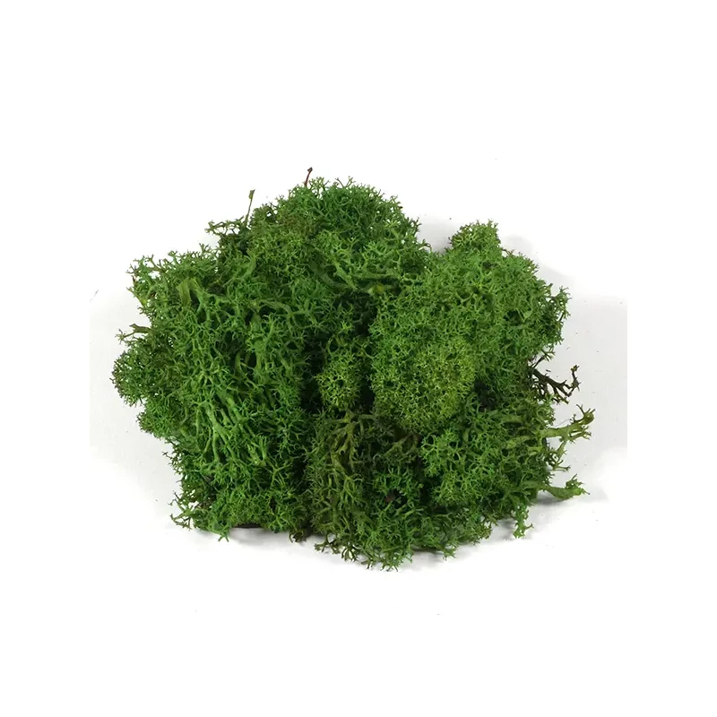 Plante uscate - mușchi islandez, verde închis, 25 g