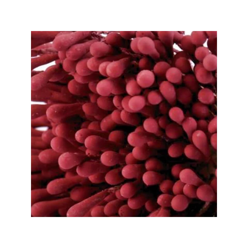 Pistil și stamină floare,  6 cm, 100 buc - visiniu