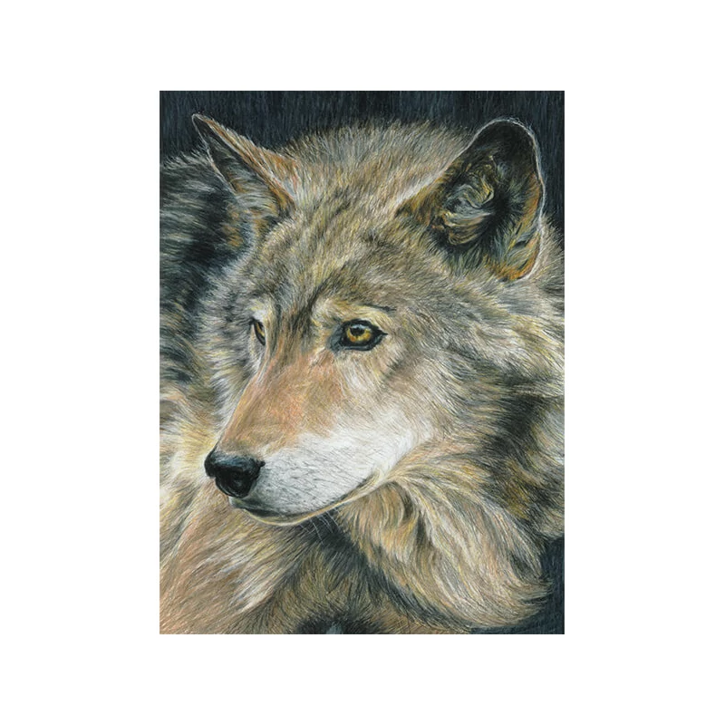 Set de colorat după numere, creioane colorate+ascuțitoare, 22x30 cm - Lup