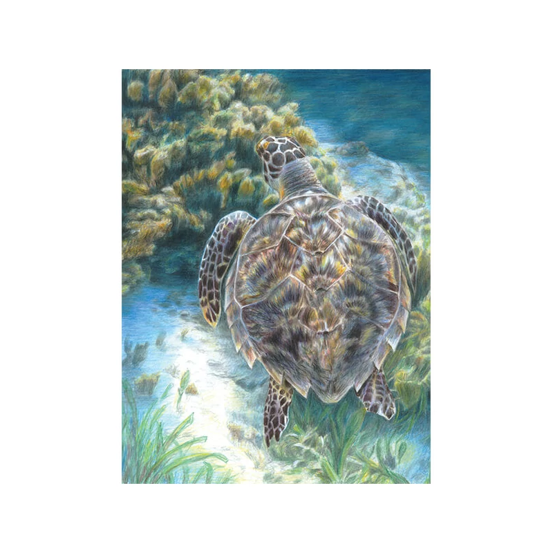 Set de colorat după numere, creioane colorate+ascuțitoare, 22x30 cm - Țestoasă  de mare