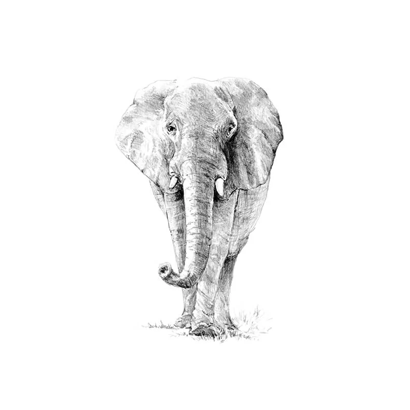 Set desen schițe și grafică cu instrumente, 22x30 cm - Elefant